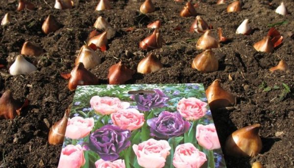 planting tulips in autumn