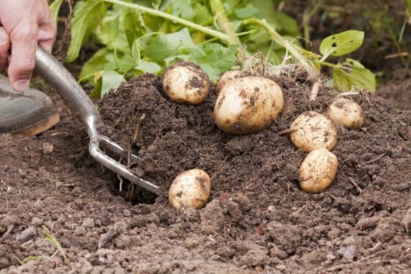 Potato flowers