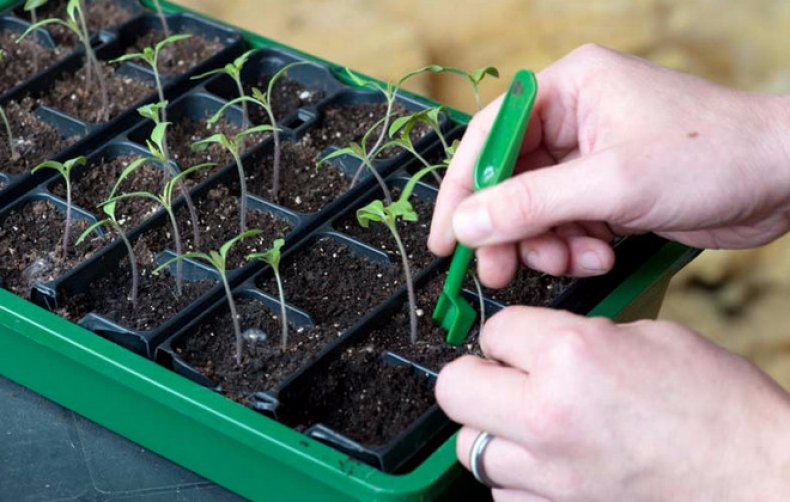 Seedling Seedling