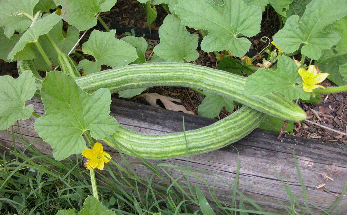 Variety of cucumbers Armenian: characteristics, description with photos, reviews