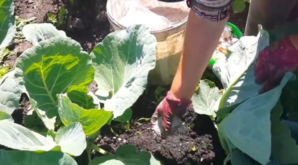 slugs on cabbage