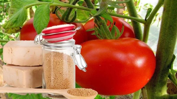tomatoes