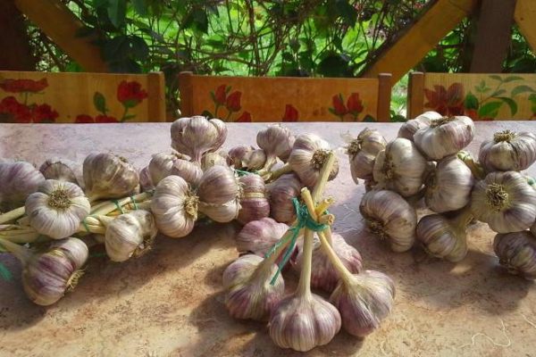 garlic harvest