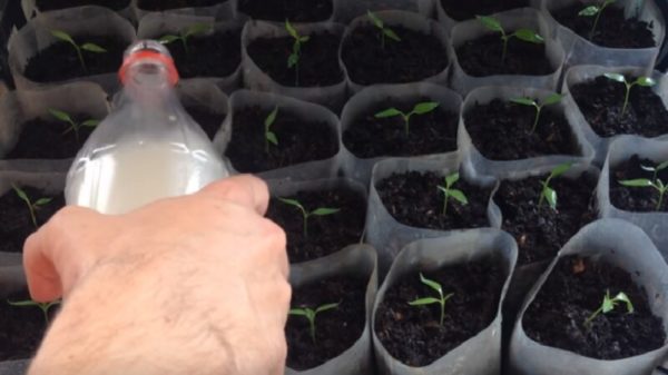 seedlings