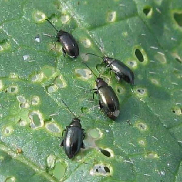 Crucifer flea control