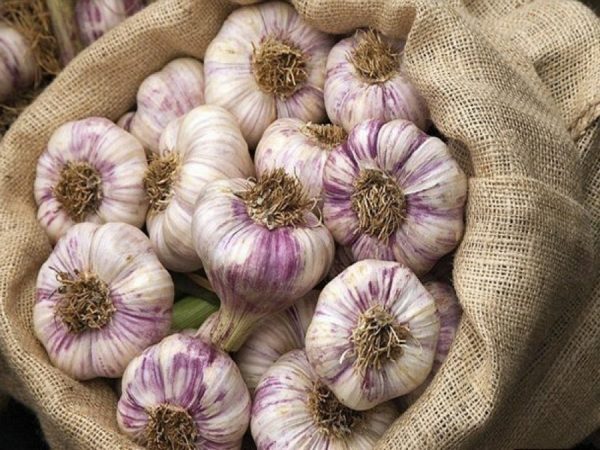garlic storage