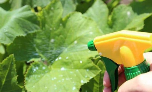 spraying cucumbers with a solution of milk and iodine