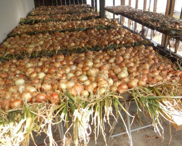 drying onions