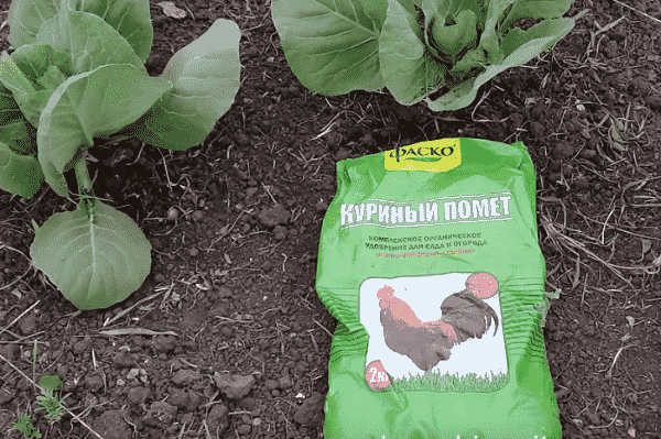chicken droppings for cabbage