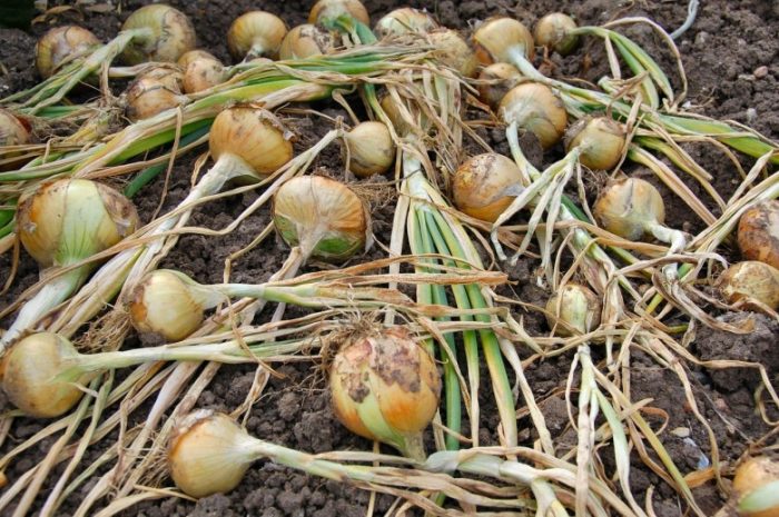harvesting onions