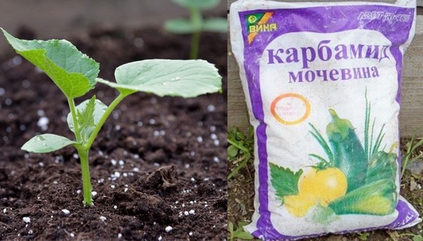 upotreba uree za krastavce