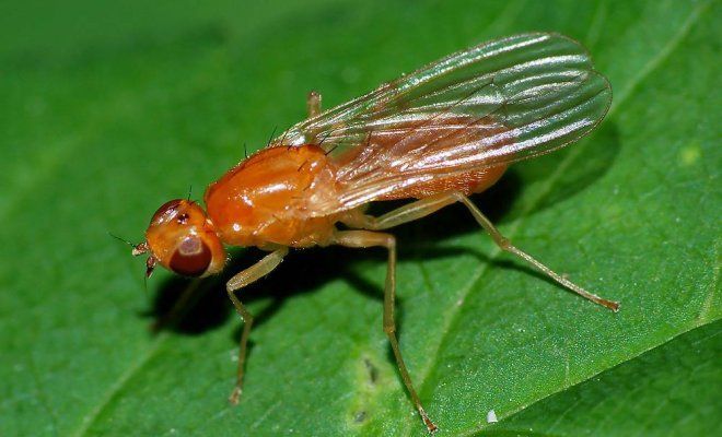 Carrot fly
