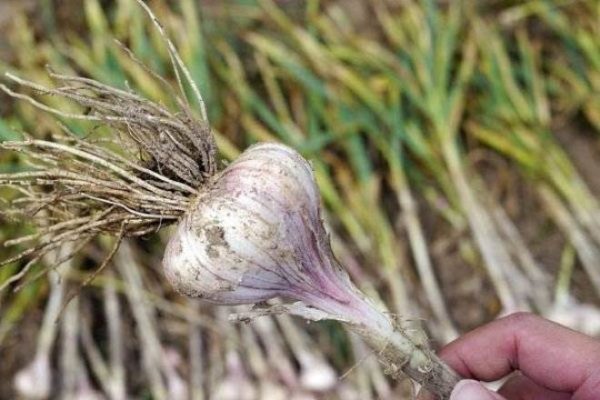 garlic storage