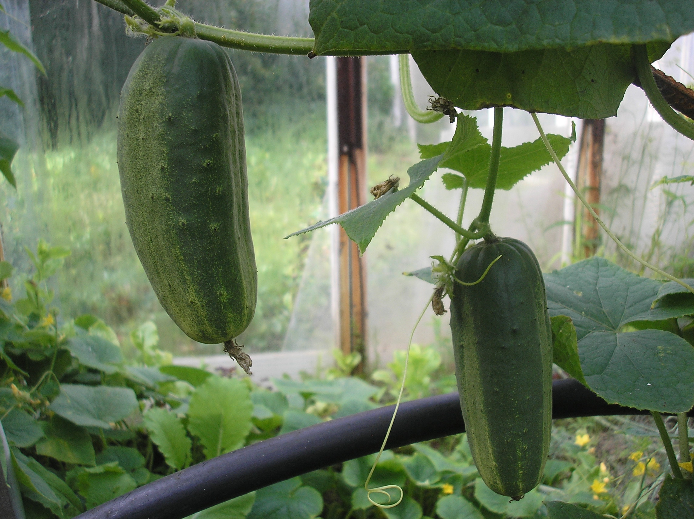 Pariški Gherkin