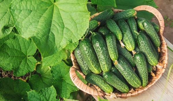 varieties of parthenocarpic cucumbers