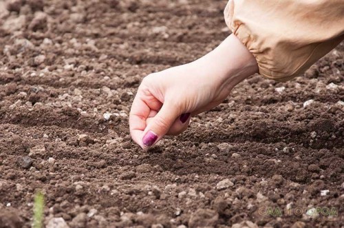 Planting seeds