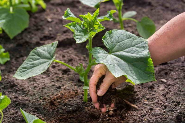 which manure is best for cucumbers