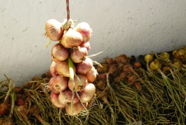 onion sets