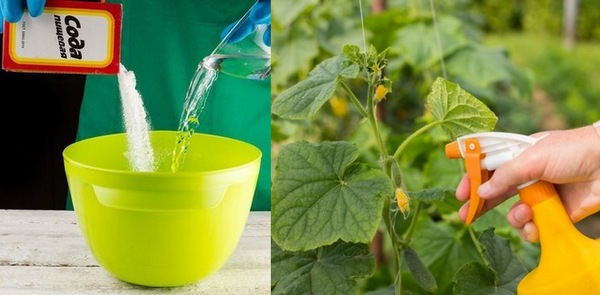 the use of soda for cucumbers