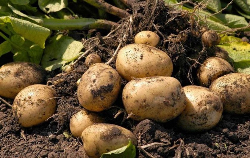 Potatoes