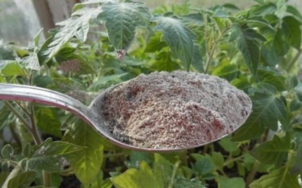 top dressing of tomatoes