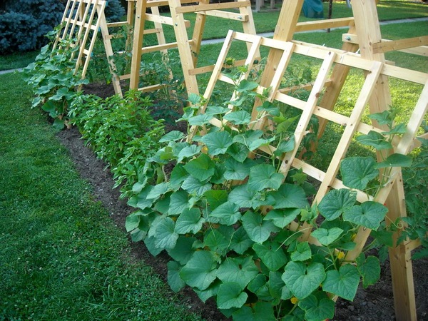 growing cucumbers on a trellis