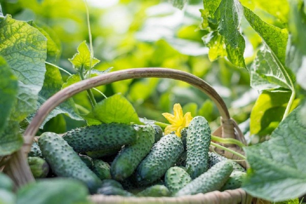rules for growing cucumbers in the suburbs