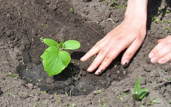 planting seedlings of cucumbers