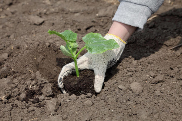 landing in the ground cucumbers