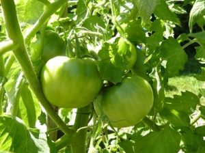 Tomato 