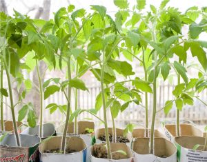 How to grow tomato 