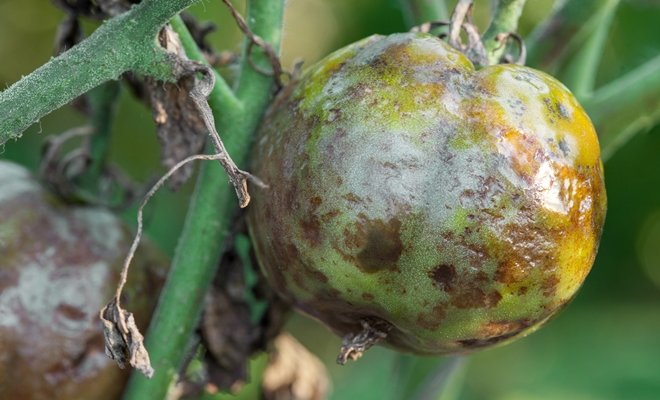 Diseases of tomatoes in the greenhouse and their treatment