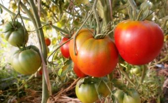 Tomato 