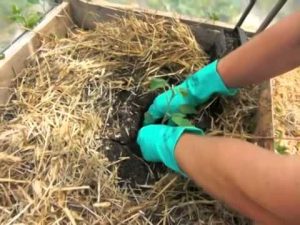 correct planting tomato in the greenhouse