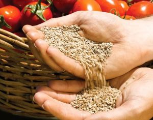 what varieties of tomato should be planted in a polycarbonate greenhouse