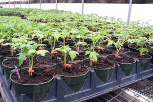 Growing and caring for tomato 