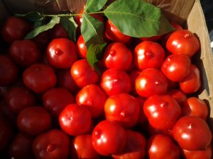  tomato diva reviews photo who planted