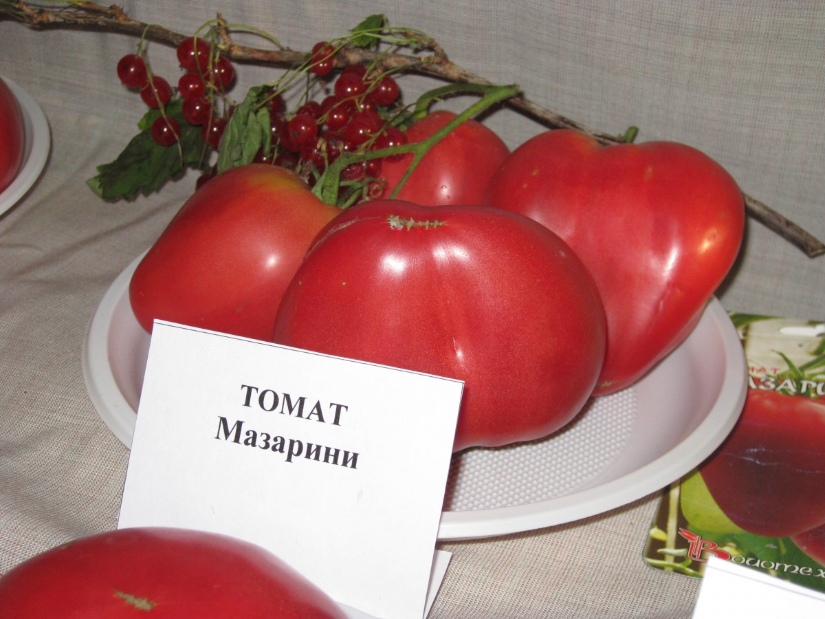 Tomato