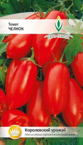 Tomato variety 
