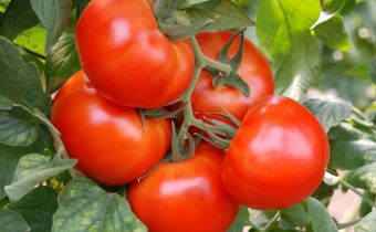 tomato marvel market characteristic and description of the variety