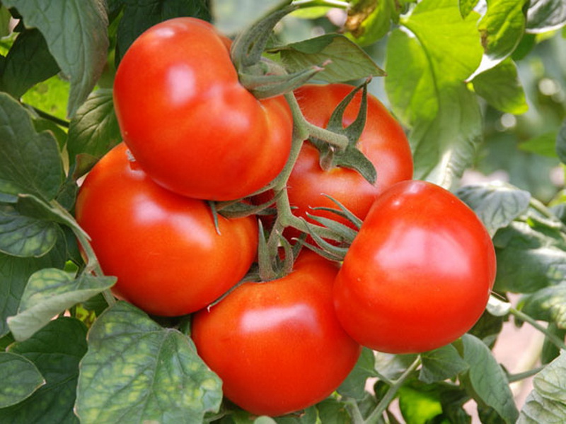 tomato marvel market characteristic and description of the variety
