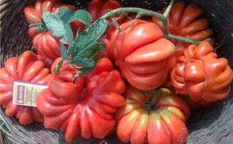 American tomato ribbed variety characteristic and description
