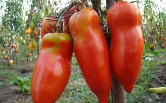 scarlet tomato mustang characteristic and description of the variety