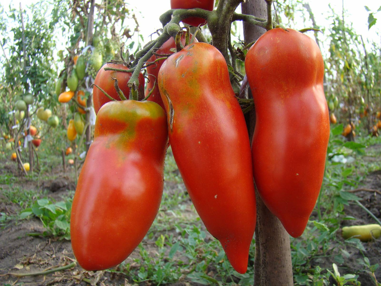 scarlet tomato mustang characteristic and description of the variety