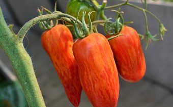 Spark flame tomato, variety description