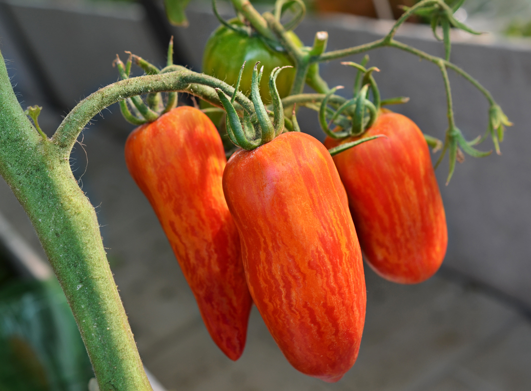 Spark flame tomato, variety description