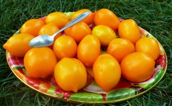 Tomato miracle of the world characteristic and description of the variety