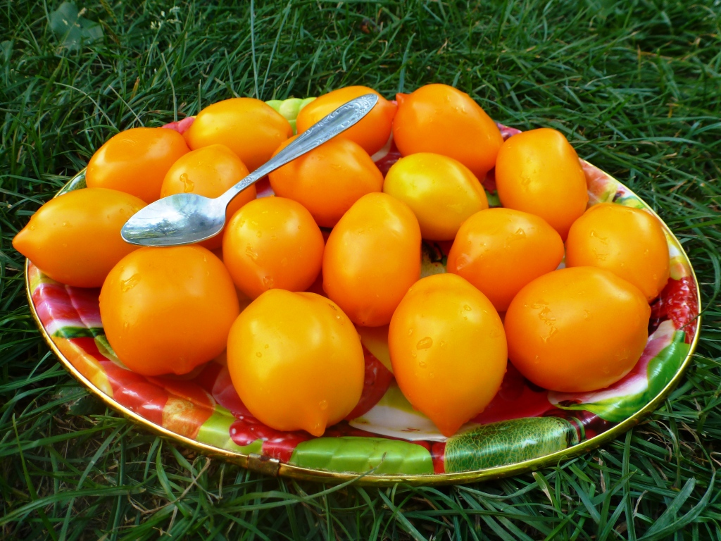Tomato miracle of the world characteristic and description of the variety