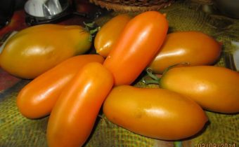 tomato goldfish characteristic and description of the variety