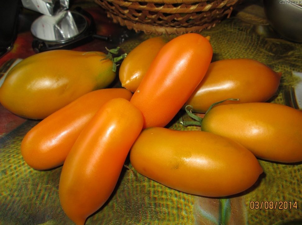 tomato goldfish characteristic and description of the variety